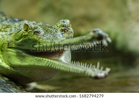 
close-up photo of a green wild gavial with teeth in a pond in summer