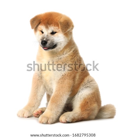 Cute Akita Inu puppy on white background. Baby animal
