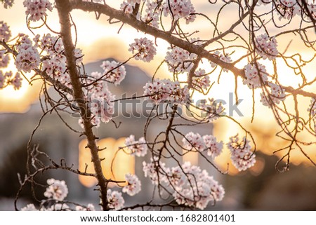 Cherry Blossom trees at Washington DC 