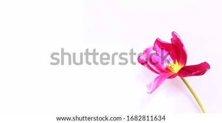 One bright pink Tulip on a white background. Spring mood. Background for a postcard.