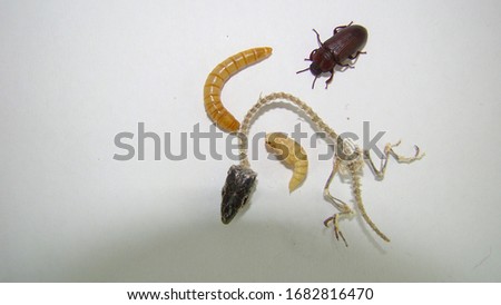 mealworm ; life cycle of a mealworm (Larva, Pupa and Adult)
Meal worms eating lizard carcass .
mealworm - superworm | larva  Stages of the meal worm  - the life cycle of a mealworm  ,  meal worms 