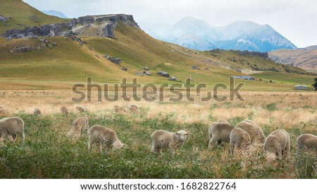 Flock of Merino Sheep grazing in scenic country near Kura Tawhiti's giant limestone rock formations in Castle Hill, South Island New Zealand.