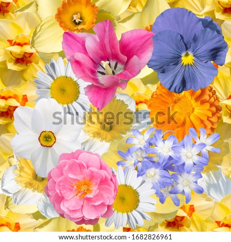 Seamless floral pattern with spring flowers  primrose, Narcissus.tulip, pansy, heliodoxa, marigold, chamomile.
