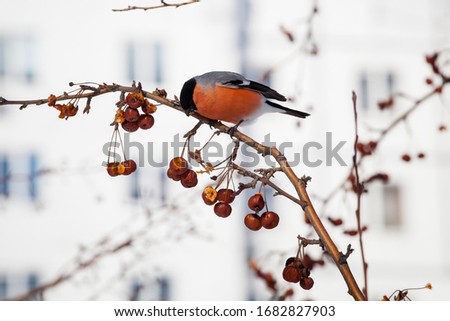 
bullfinch sits on a wild apple tree and eats berries on a light pink background
