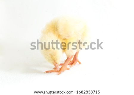 Cute little chicken isolated on white background