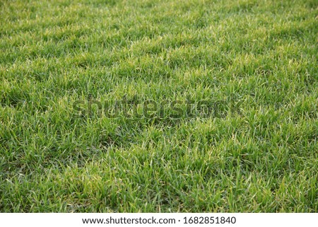 Green grass spring field natural texture background