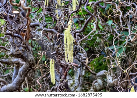 Corylus Avellana Contorta Tree Springtime Royalty-Free Stock Photo #1682875495