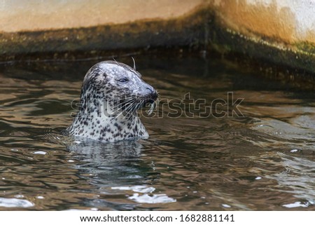 Portrait of Otariidae head - Sea lion in the water at the zoo