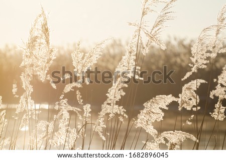 Background from fluffy cane inflorescences illuminated by soft light.