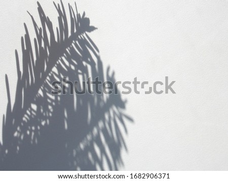 Shadows of pine branches on a white wall background