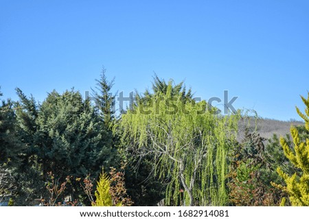 pine tree photos in the forest