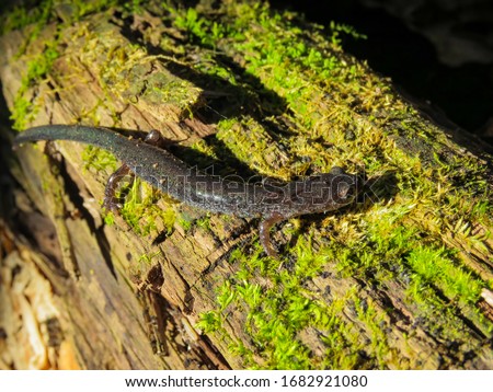 A black lead-phase Eastern Red-backed Salamander on top of a mossy log.