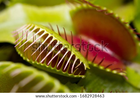 Macro of a Venus flytrap plant