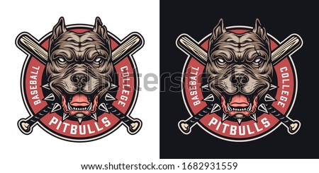 Baseball team colorful badge with cruel pitbull head mascot and crossed baseball clubs in vintage style isolated vector illustration