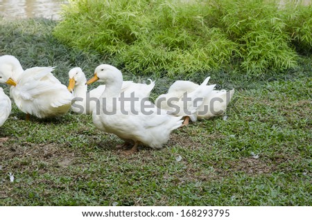 walking white geese in a village