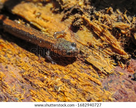 A red-phase Eastern Red-backed Salamander (Plethodon cinereus) sitting under a rotting log on the forest floor.