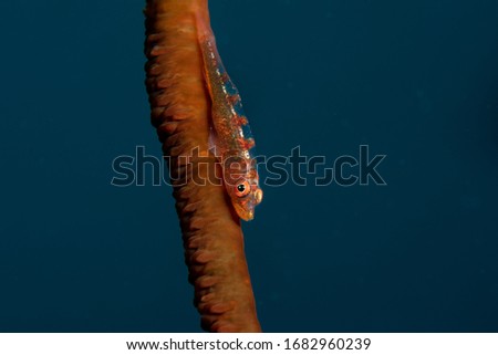 Under Water Goby Fish Close Up Photo