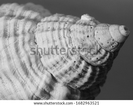 Macro of cockleshell, monochrome picture, black and white