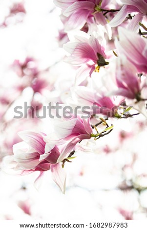 Blooming pink Magnolia tree blossoms