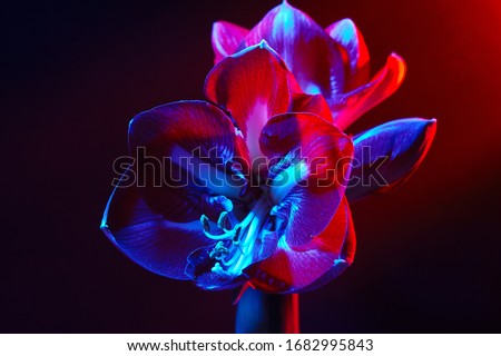 Amaryllis flower on a dark background in red-blue light. Flower under neon light. Wallpaper