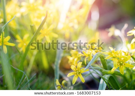spring flowers in the forest. yellow flowers in the dense grass. wildflowers natural background