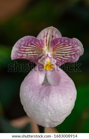 
beautifully captured macro picture orchids
