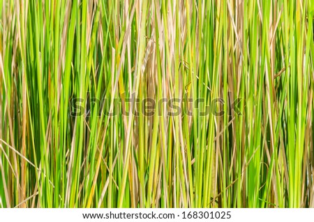 Rice tree texture background
