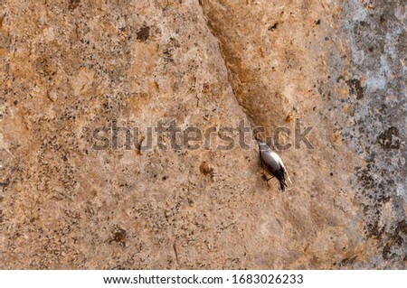 A wallcreeper (Tichodroma muraria) in a rock cliff.