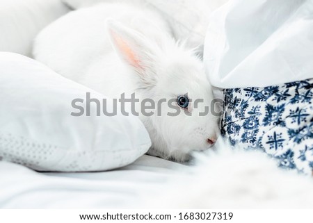 White fluffy easter bunny with blue eyes