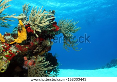 Corals on White Sand with Surfacing Divers in the Background, Cozumel, Mexico