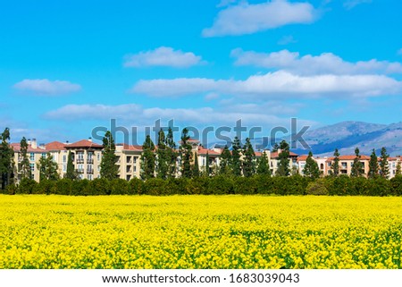 Scenic view of a beautiful blooming yellow mustard field in a residential neighborhood of Silicon Valley. Typical medium rise multifamily residential buildings under blue sky with light clouds.