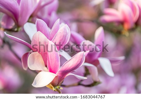 Magnolias on a branch in springtime. Beautiful spring pink flowers in spring orchard. Magnolia tree in sunshine. Shallow depth of field. Toned image. Copy space. Closeup. Burred background. 