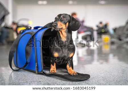 Obedient dachshund dog sits in blue pet carrier in public place and waits the owner. Safe travel with animals by plane or train. Customs quarantine before or after transporting animals across border Royalty-Free Stock Photo #1683045199