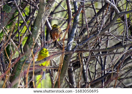 The yellowhammer (Emberiza citrinella) is a passerine bird in the bunting family. Birds between tree branches. Spring time.