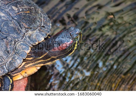 Freshwater turtle resting at the shore of a lake.
