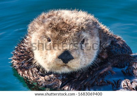 Young male sea otter floating in a boat harbor.