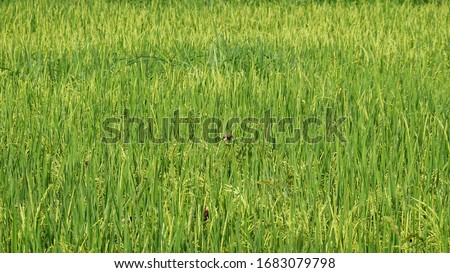 beautiful scenery of rice fields with green rice plants, some of which began to turn yellow and there is an blurred emprit bird in the middle