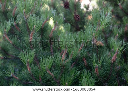 Christmas pine tree with pine cones and copy space stock photo
