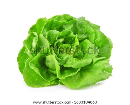 Green butterhead lettuce isolated on white background. Royalty-Free Stock Photo #1683104860