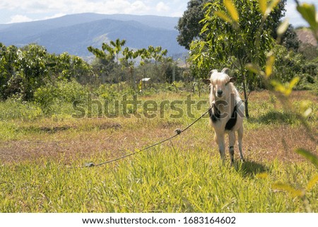 farmland and mountains landscape shot with cute white goat 