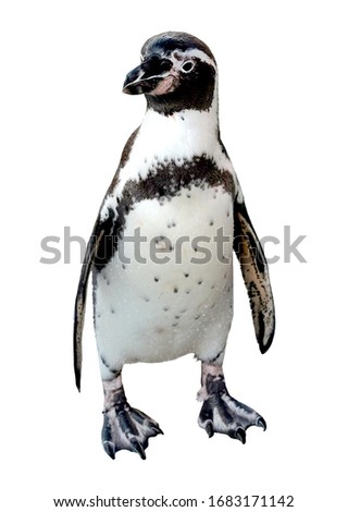 Humboldt Penguin Is a penguin that lives in the tropics The Kuno Islands and the coast of Peru and Chile South America