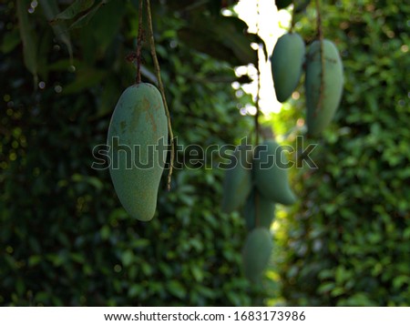 Closeup fesh green mango on the tree with green leaf in garden and blurred background