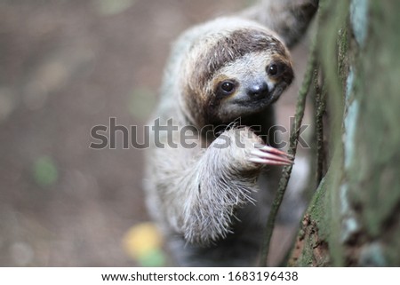 3 toed sloth climbing a tree Royalty-Free Stock Photo #1683196438
