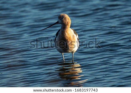 Extreme close-up of an American avocet, seen in the wild in a North California marsh 