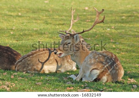 Fallow deer resting