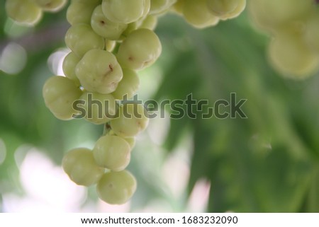 Star Gooseberry or Phyllanthus acidus fruits on top of the tree in the orchard. They are sour fruits. This is bokeh background picture. Phrae Thailand.