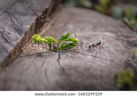 The Ants at  Khulna, Bangladesh.