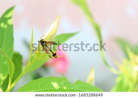 blurred image, defocused, Ceriana wasp or Wasp-mimic Hoverfly feeding on blur background. selective focus