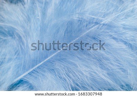 Close up Beautiful blue trends bird  feather pattern texture background. Macro photography view.