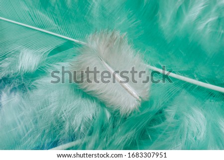 Close up Beautiful white trends bird  feather on a Aqua Menthe feather pattern texture background. Macro photography view.